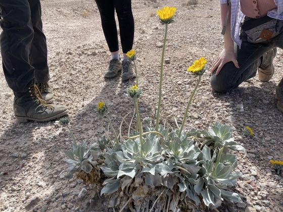 Silverleaf sunray (Enceliopsis argophylla)