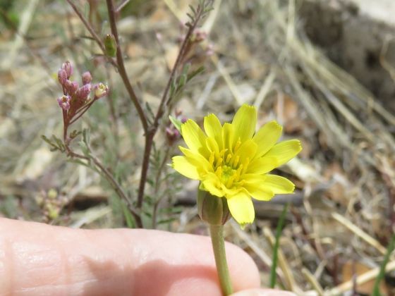 Silverpuffs (Uropappus lindleyi)