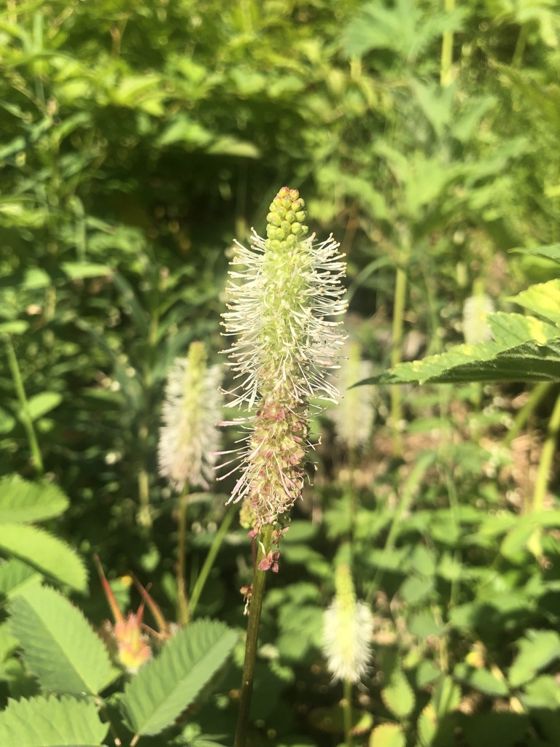 Sitka burnet (Sanguisorba stipulata)