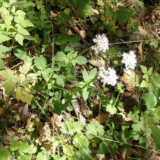 Sitka valerian (Valeriana sitchensis)