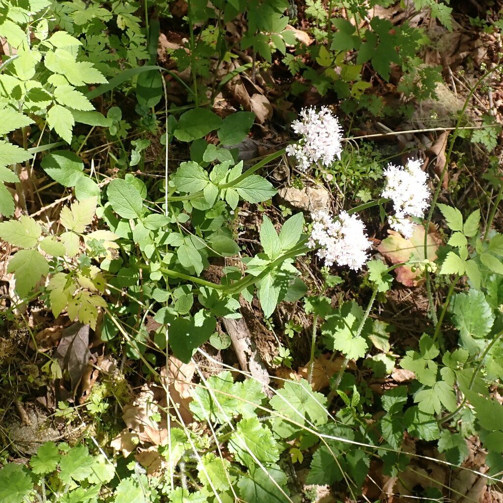 Sitka valerian (Valeriana sitchensis)