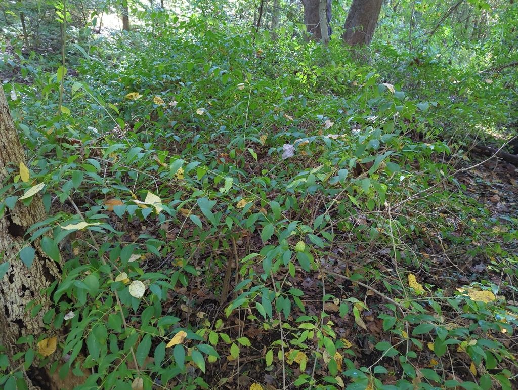 Slender deutzia (Deutzia gracilis)