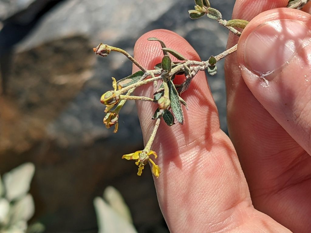 Slender janusia (Janusia gracilis)