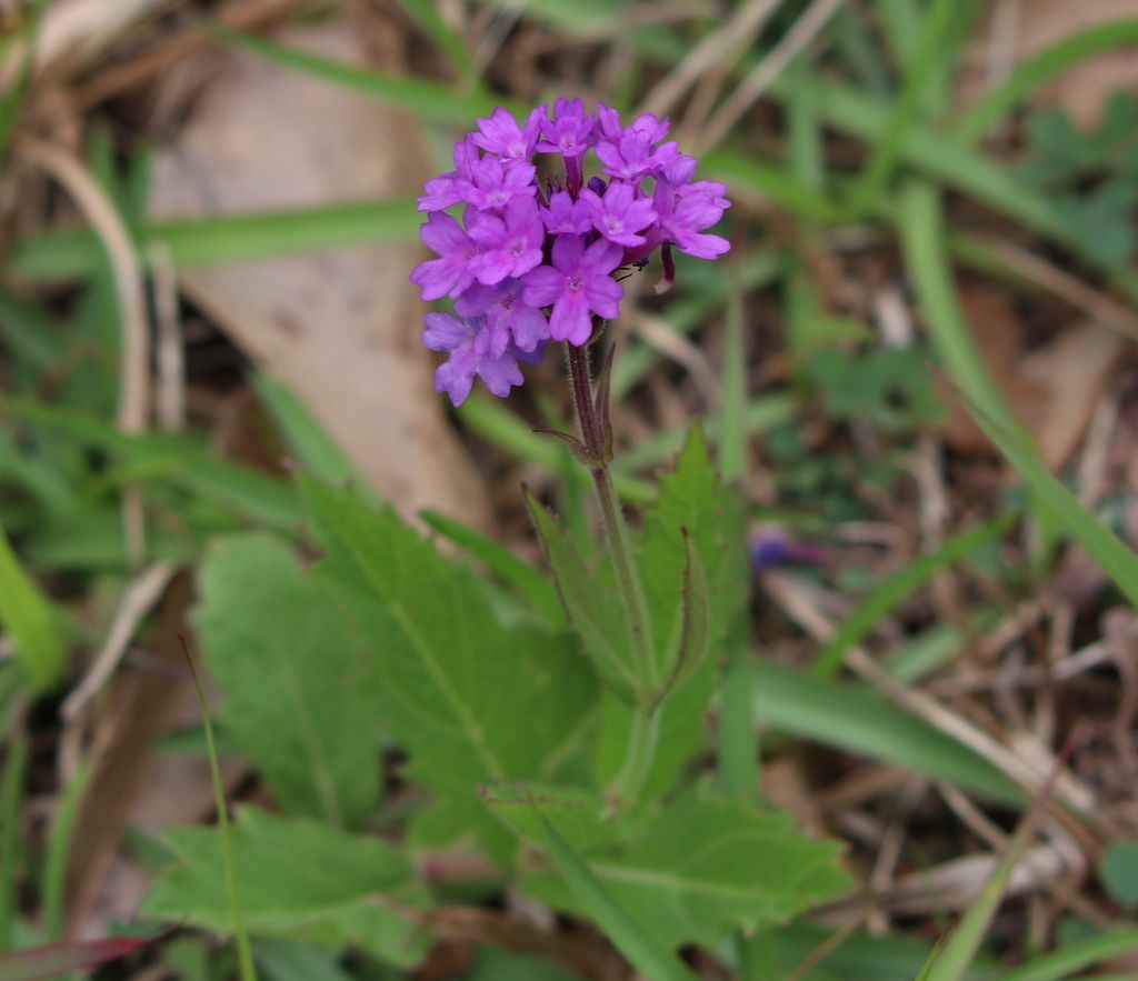 Slender vervain (Verbena rigida)
