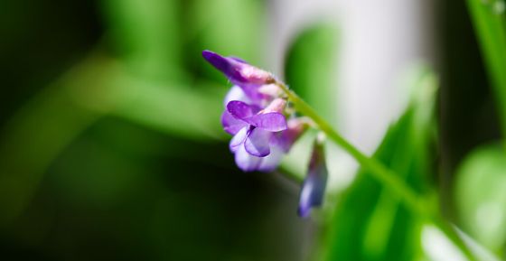 Slender vetch (Vicia ludoviciana)