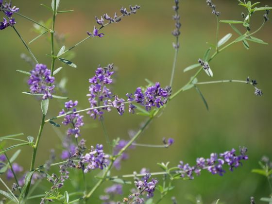 Slimflower scurfpea (Pediomelum tenuiflorum)