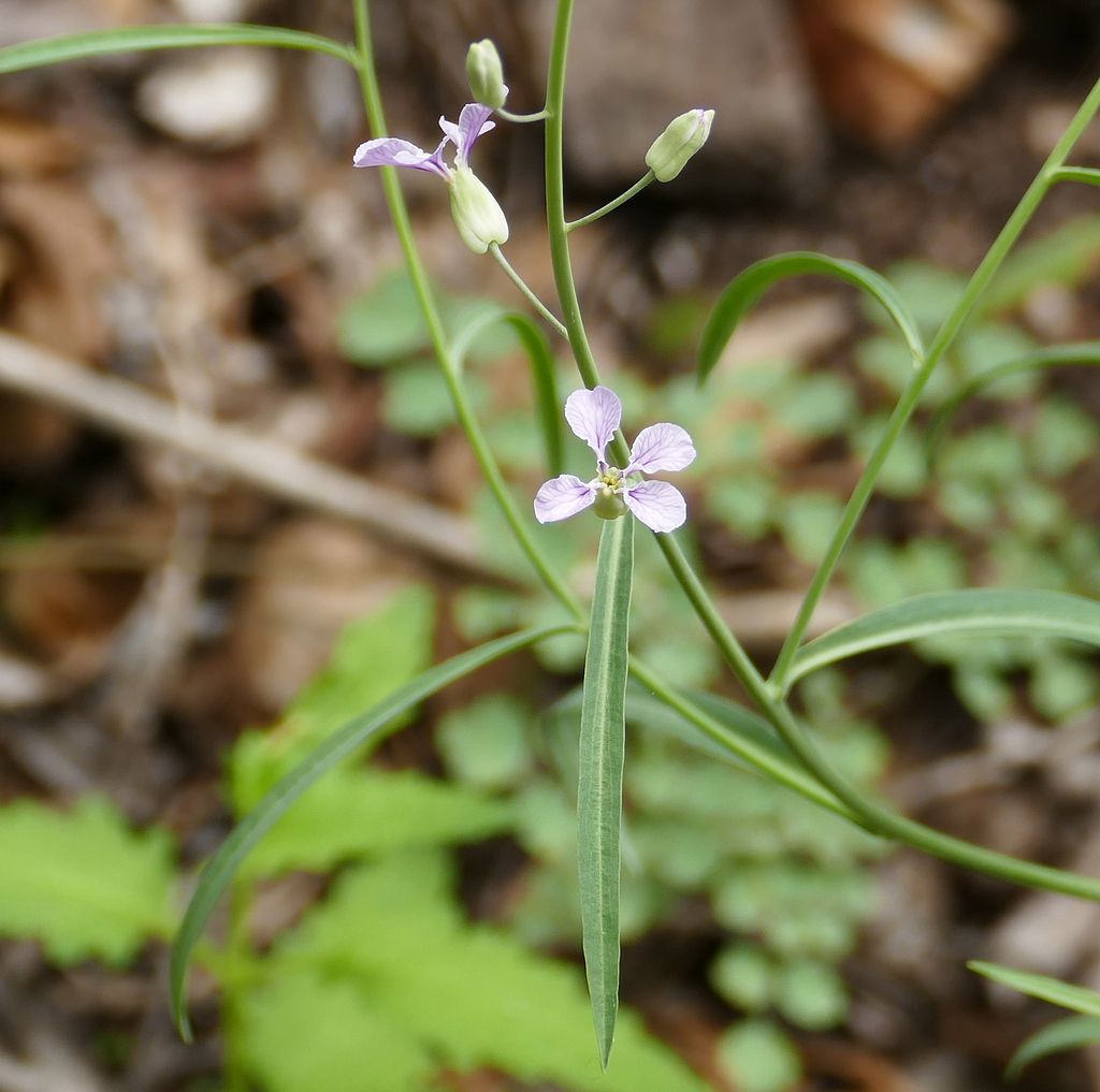 Slimleaf plains-mustard (Hesperidanthus linearifolius)