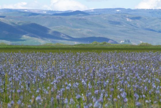 Small camas (Camassia quamash)