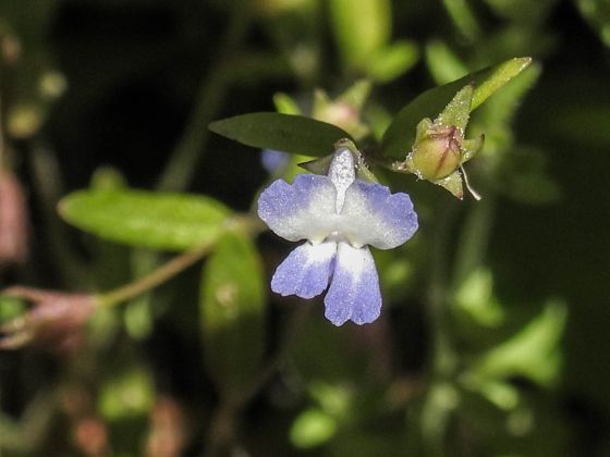 Small-flowered blue-eyed mary (Collinsia parviflora)