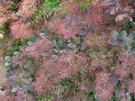 Smoke tree (Cotinus coggygria)