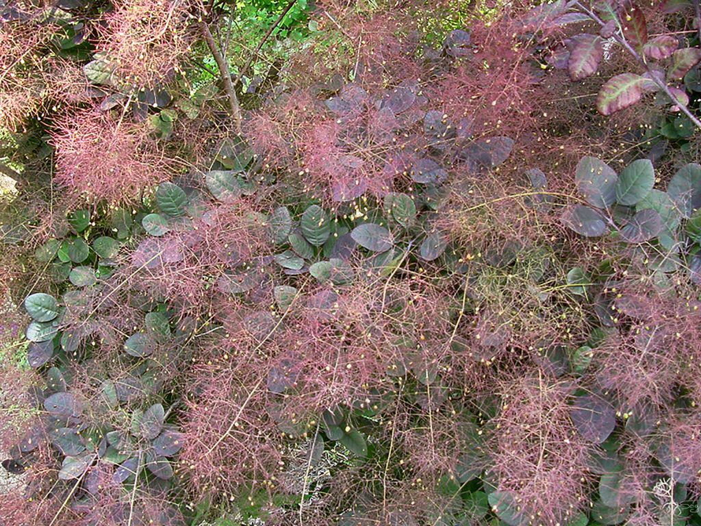 Smoke tree (Cotinus coggygria)