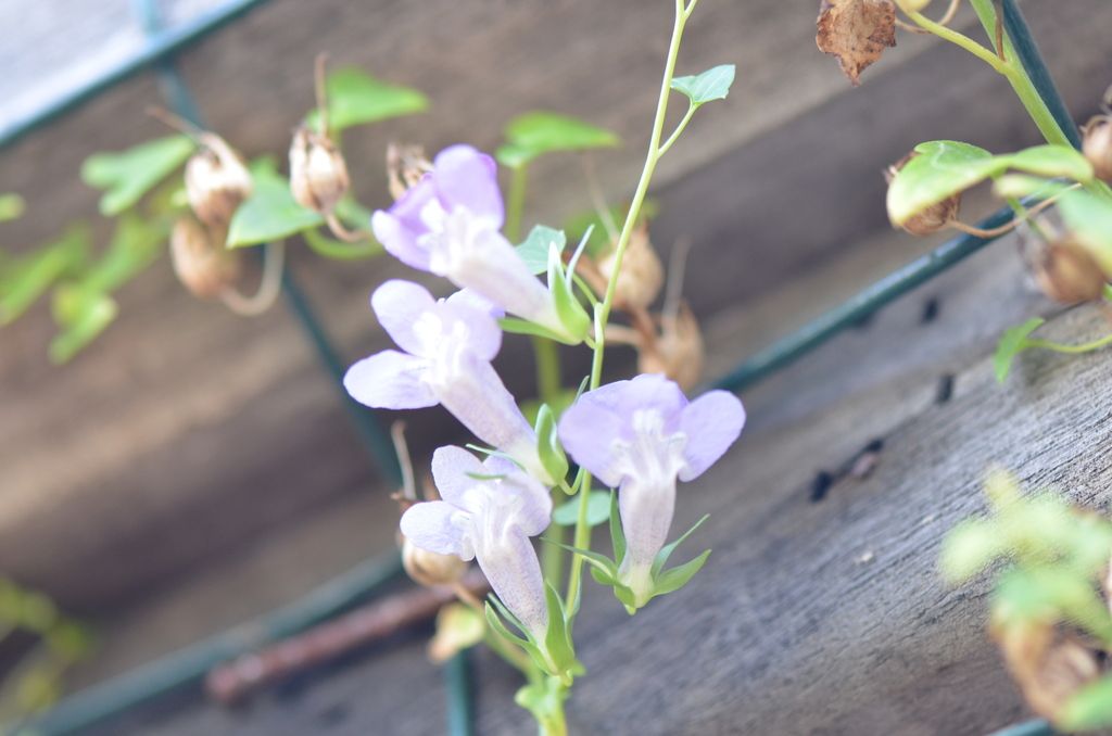 Snapdragon vine (Maurandella antirrhiniflora)