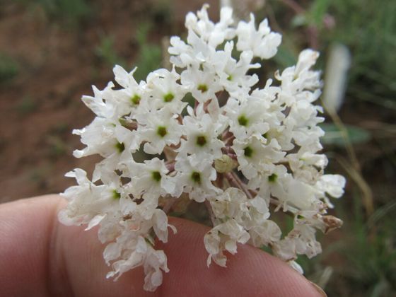 Snowball sand verbena (Abronia fragrans)