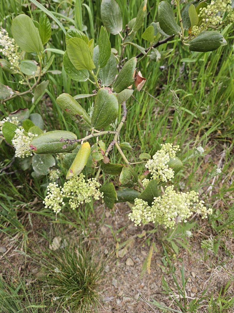 Snowbrush ceanothus (Ceanothus velutinus)