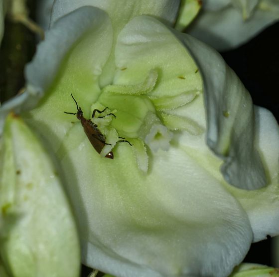 Soaptree yucca (Yucca elata)