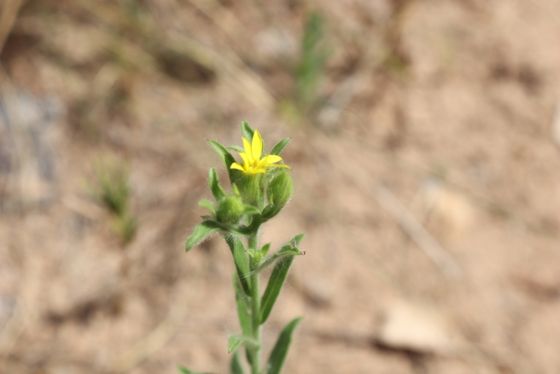Soft goldaster (Bradburia pilosa)