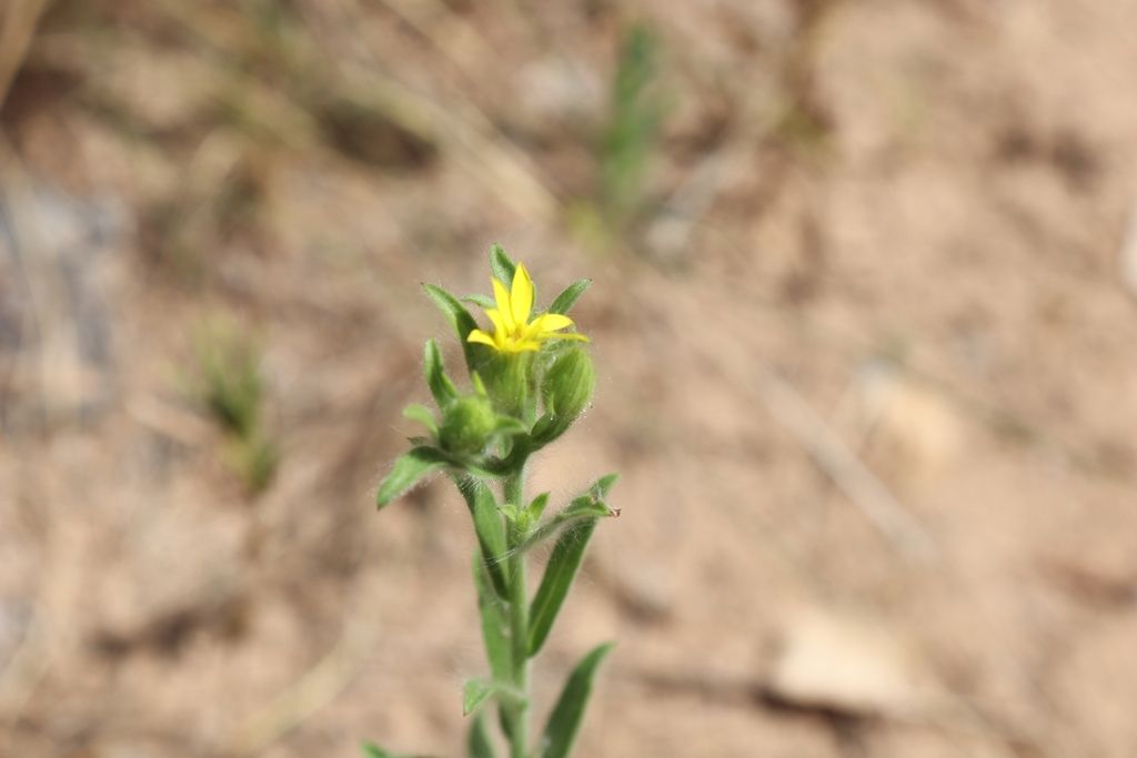 Soft goldaster (Bradburia pilosa)