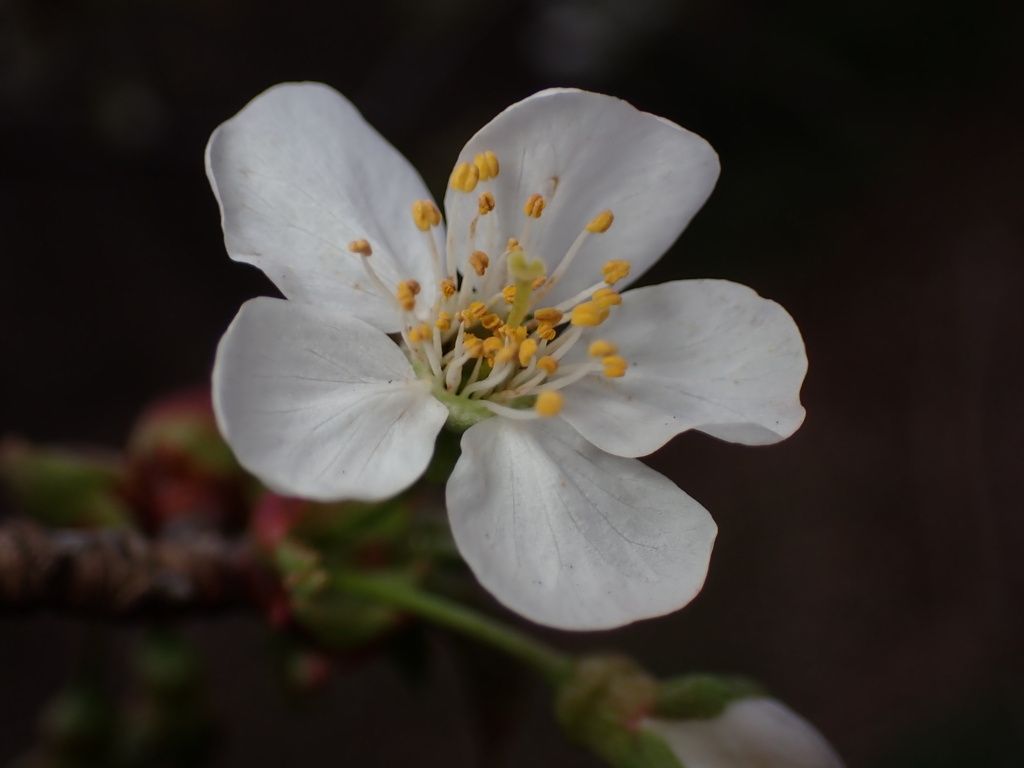Sour cherry (Prunus cerasus)