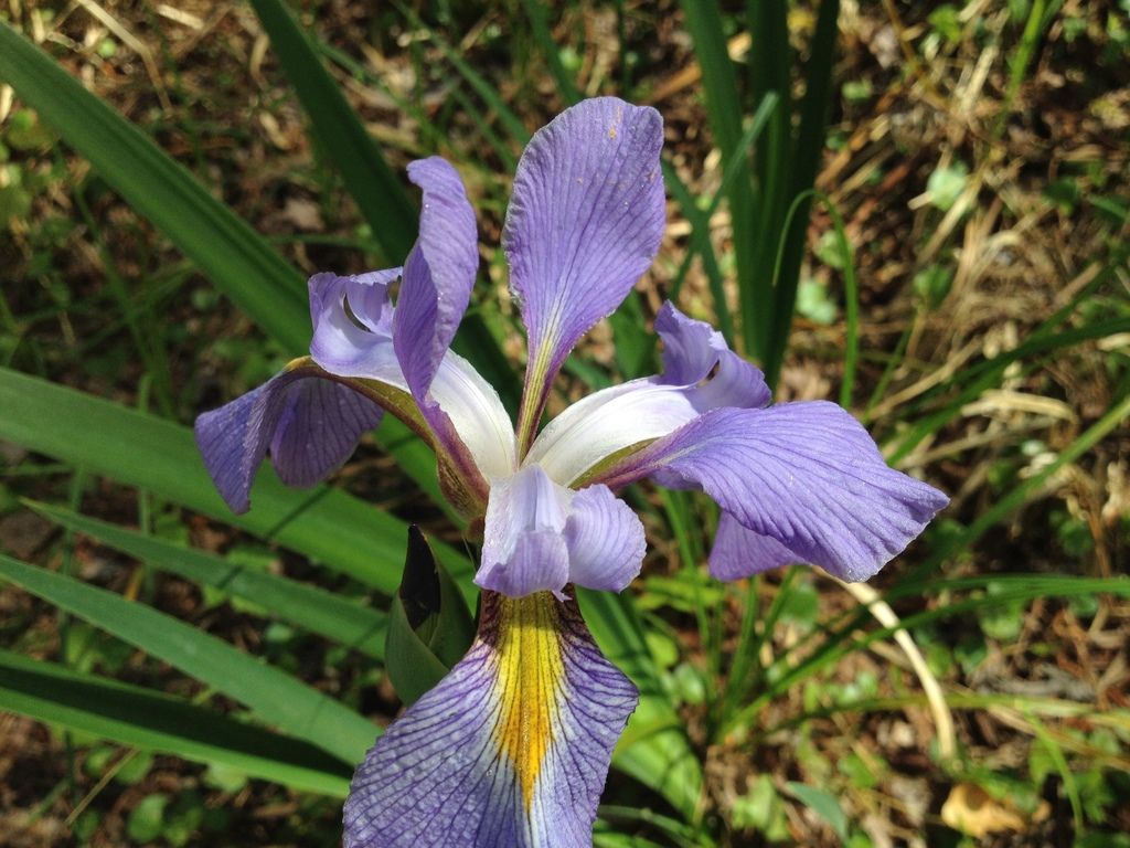 Southern blue flag (Iris virginica)