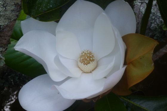 Southern magnolia (Magnolia grandiflora)