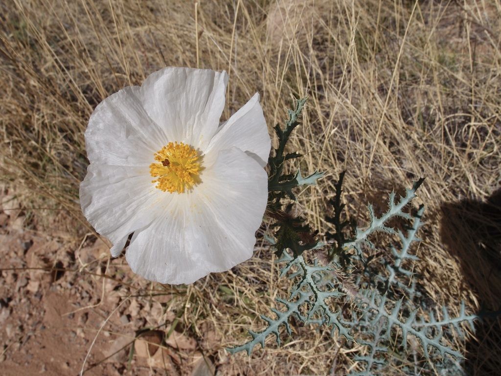 Southwestern prickly poppy (Argemone pleiacantha)