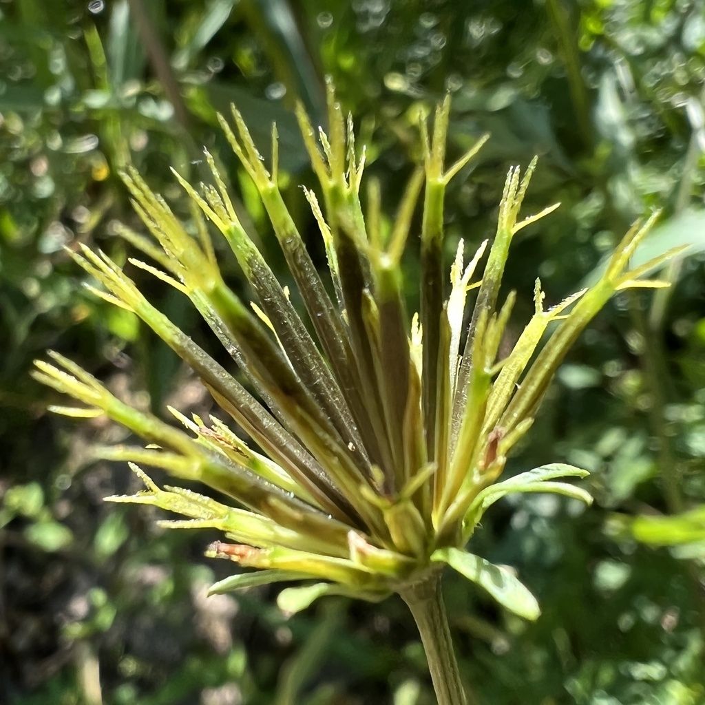 Spanish needles (Bidens bipinnata)