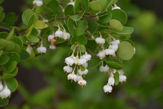 Sparkleberry (Vaccinium arboreum)