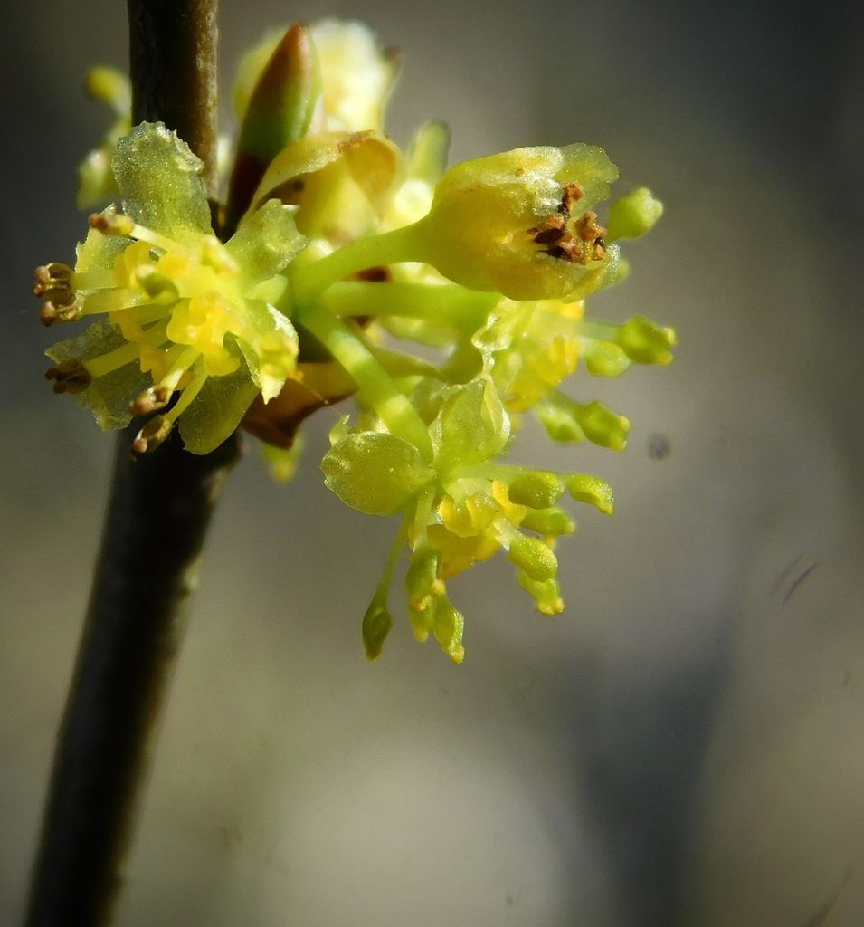 Spicebush (Lindera benzoin)