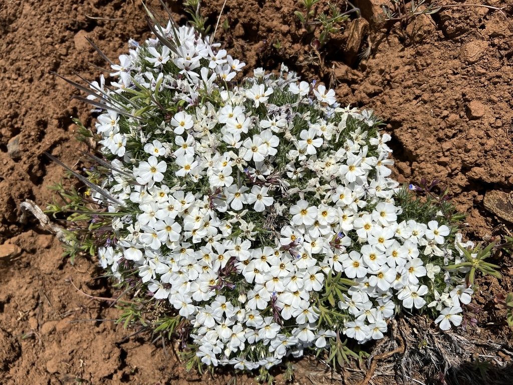 Spiny phlox (Phlox hoodii)