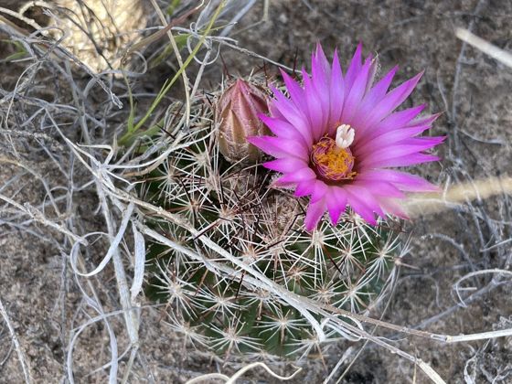 Spinystar (Escobaria vivipara)