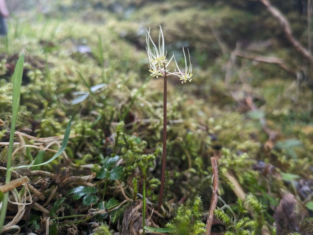 Spleenwortleaf goldthread (Coptis aspleniifolia)