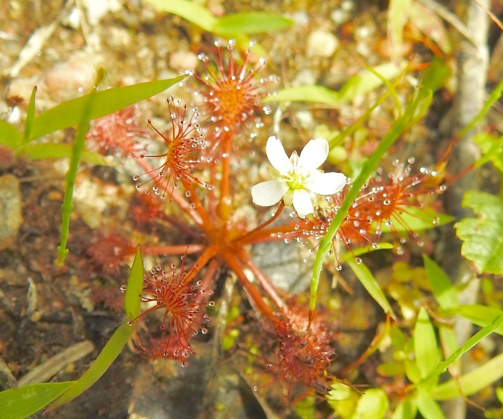 Spoonleaf sundew (Drosera intermedia)