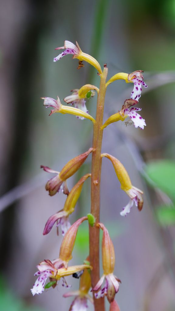 Spotted coralroot (Corallorhiza maculata)