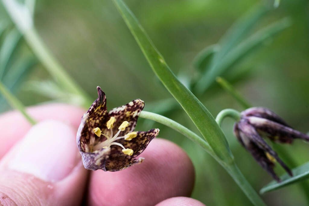Spotted fritillary (Fritillaria atropurpurea)