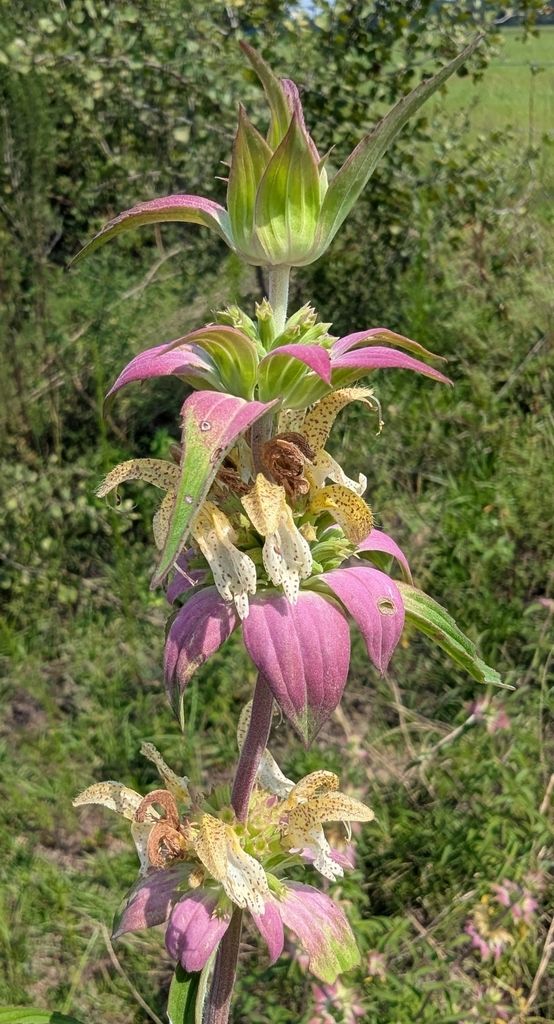 Spotted horsemint (Monarda punctata)