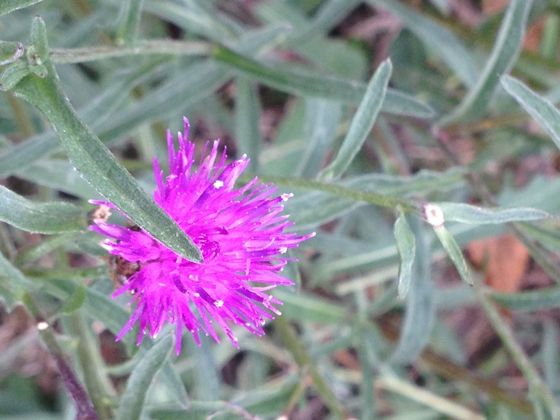 Spotted knapweed (Centaurea stoebe)