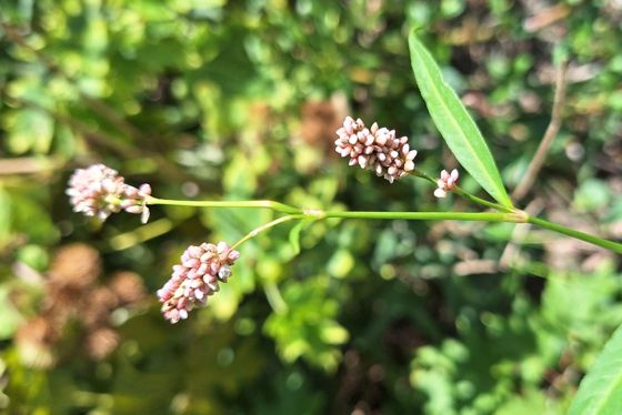 Spotted lady's thumb (Persicaria maculosa)