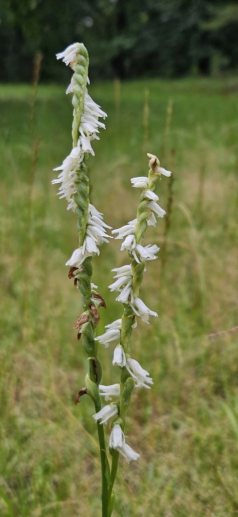 Spring ladies' tresses (Spiranthes vernalis)