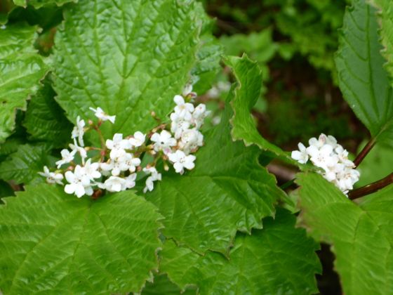 Squashberry (Viburnum edule)