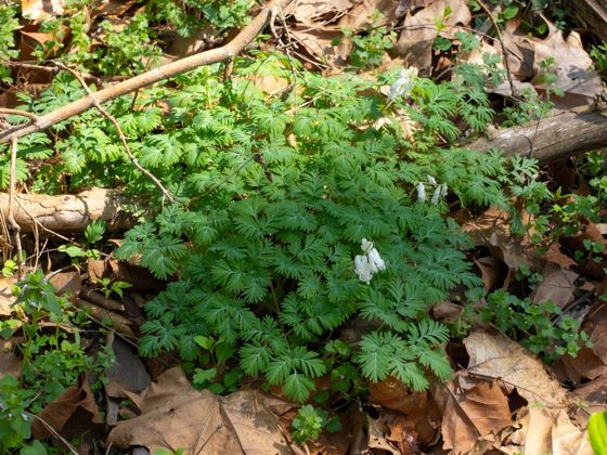 Squirrel corn (Dicentra canadensis)