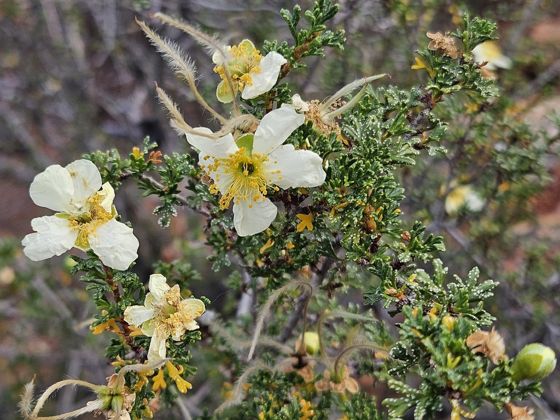 Stansbury's cliffrose (Purshia stansburyana)