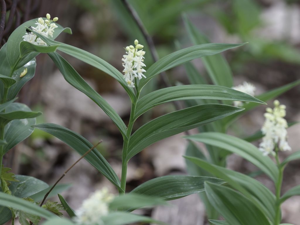 Star-flowered lily-of-the-valley (Maianthemum stellatum)