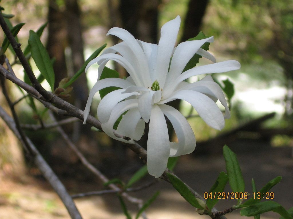 Star magnolia (Magnolia stellata)