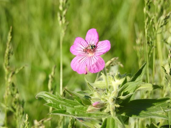 Sticky geranium (Geranium viscosissimum)