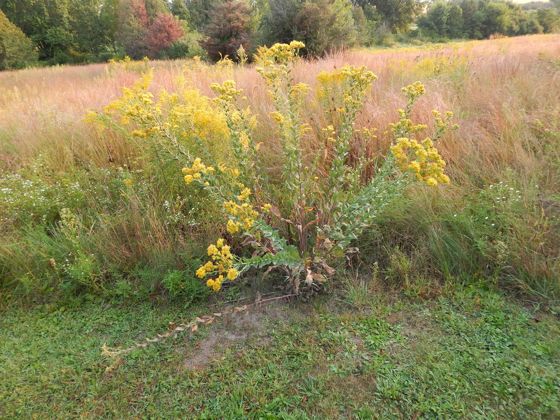Stiff-leaved goldenrod (Solidago rigida)