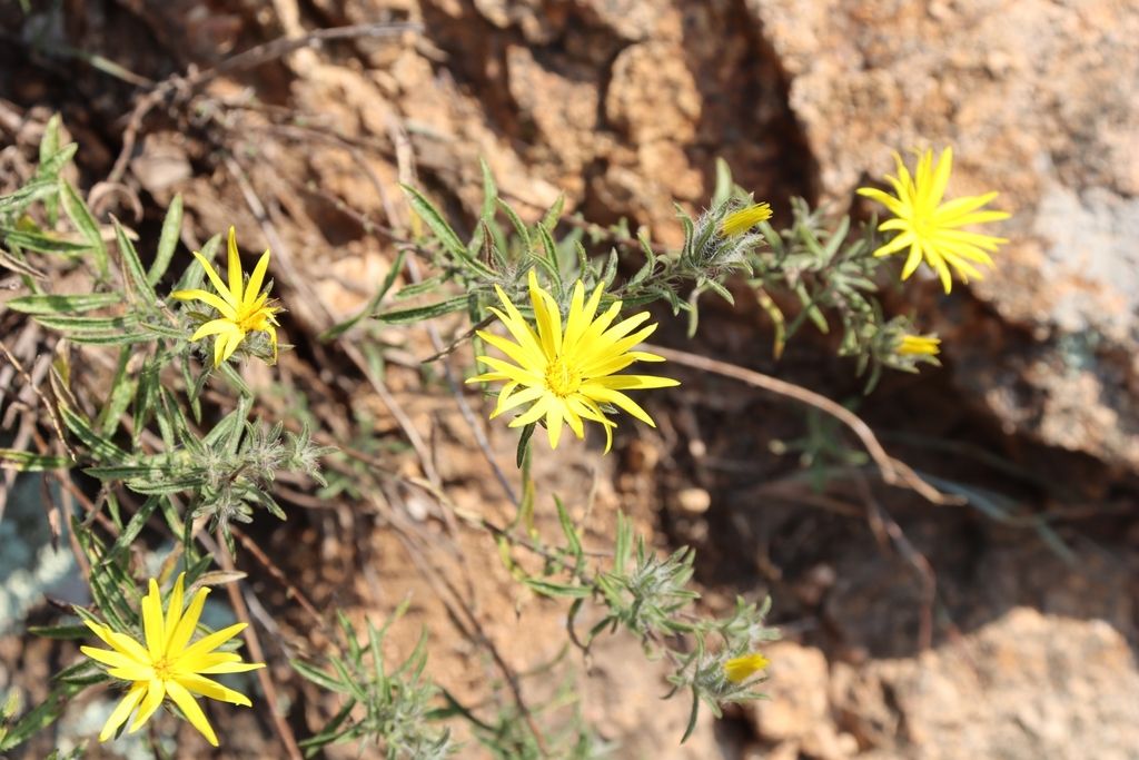 Stiffleaf false goldenaster (Heterotheca stenophylla)