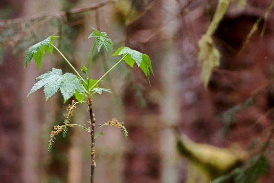 Stink currant (Ribes bracteosum)