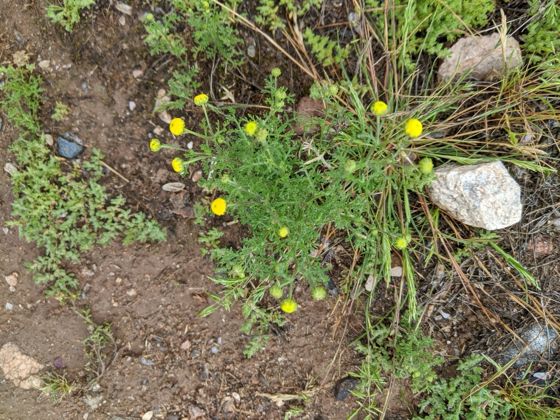 Stinknet (Oncosiphon pilulifer)