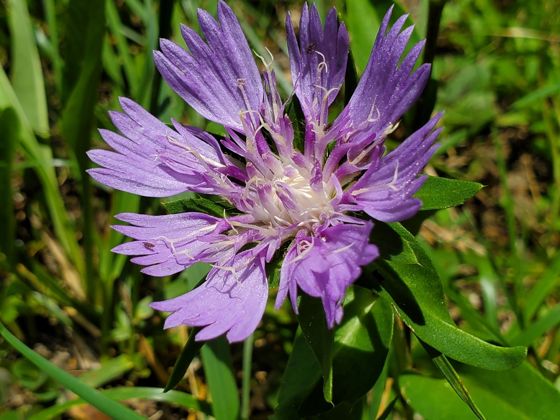 Stokes' aster (Stokesia laevis)