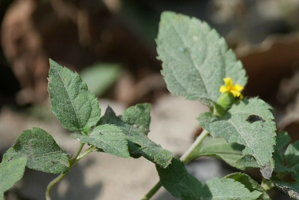 Straggler daisy (Calyptocarpus vialis)